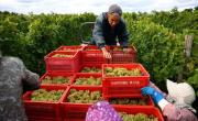 Un pueblo japonés referente del Pinot Noir por el cambio climático teme ahora por el futuro de su uva
