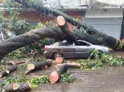 Un árbol de 25 metros de altura cayó sobre tres vehículos en Caracas
