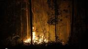 Productores de asaí claman por ayuda para frenar los incendios en Porvenir