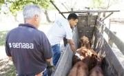 Senasa flexibiliza la campaña contra la aftosa por las inundaciones