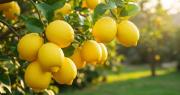 Clavo de hierro en el limonero: cómo funciona el truco para que dé limones todos los años y crezca frondoso