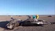 Estudian el varamiento de orcas en el norte de Tierra del Fuego