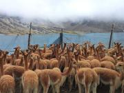 Inicia en Apolobamba la temporada de esquila de vicuñas, un modelo exitoso de conservación