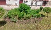 Roban 350 plantines de una plaza en la zona Tembladerani de La Paz