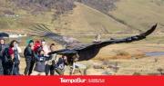 Walaq volvió a volar en libertad en 28 de Noviembre