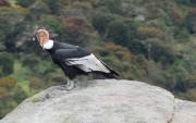 Avistamiento de cóndor andino en el Parque Nacional Sierra de la Culata – Correo del Caroní