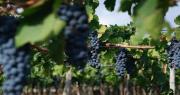 San Juan será sede del simposio “Una mirada al futuro de la vitivinicultura argentina”
