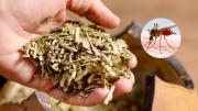 Científicos argentinos descubren que la yerba mate podría ayudar a frenar el dengue