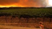 Smoke Vintage: el impacto de los incendios en Napa y Sonoma