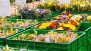 Día de la Madre: 75 % regala flores, pero detrás de cada ramo hay una logística precisa