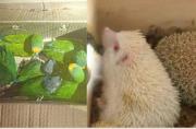 Pofoma desarticula red de tráfico de animales