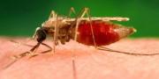 En Riberalta inician campaña para desinfectar 850 viviendas y proteger a más de 2.400 habitantes de la malaria