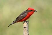 El churrinche pinta de rojo el cielo de Neuquén y renueva el equilibrio ecológico