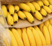 Expertos advierten sobre amenaza emergente al suministro mundial del cambur (banana)