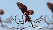 Indignación en Corrientes: mataron de un hondazo a un guacamayo rojo Charrúa