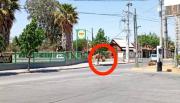 Ico, el potrillo alazán que pasea como “pancho por su casa” por las avenidas de zona sur
