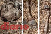 Harto de que le roben animales, pequeño productor denunció a su vecino