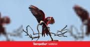 Mataron con una gomera al guacamayo rojo Charrúa