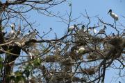 El retorno de las cigüeñas al Curichi Las Garzas