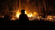 El incendio en el Noel Kempff se apagó, ahora el fuego ataca un área productiva de asaí