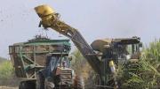 Escasez de diésel pone en riesgo la exportación de azúcar, alertan cañeros