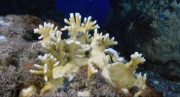 Con el aumento de las emisiones de CO2, los arrecifes de coral cambiarán de manera irreversible