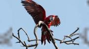 Corrientes: mataron con una gomera al guacamayo rojo “Charrúa”