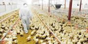 El Gobierno lanza fideicomiso de Bs 21,2 MM en apoyo a los productores avícolas
