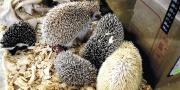 Pofoma desarticula red de tráfico de animales