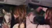 EN VIDEO: Jóvenes dieron alcohol a una perrita callejera, subieron el video a redes y causaron indignación en México