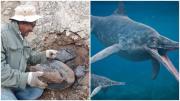 EN FOTOS: Hallaron en Táchira los restos fósiles de un 'ictiosaurio', un reptil marino de hace 100 millones de años