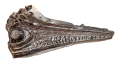 Ictiosaurio en tierras andinas: el hallazgo que transforma la paleontología venezolana