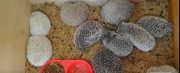 Pofoma rescata loros y erizos en operativos contra el tráfico de fauna