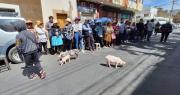 Porcinocultores de Cochabamba protestaron en puertas de Emapa exigiendo alimento subvencionado