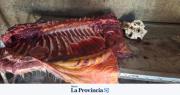 Faenaba un caballo en su casa en Rawson y fue detenido