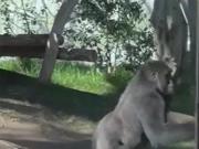 Susto en un zoológico: el video que muestra cómo un gorila atacó y rompió la pared de su recinto