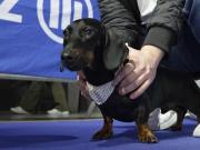Se celebró en Múnich la Carrera Internacional de Perros Salchicha: cuánto tiempo hizo el ganador