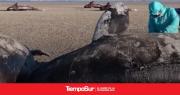 Detallan aspectos del varamiento de orcas en San Sebastián