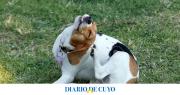 Remedios caseros para combatir las garrapatas en las mascotas: conocé cómo prepararlos