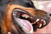 Perros de raza descuartizaron a un mestizo y denunciaron a sus dueños