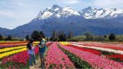 La solicitud de Instagram que fue amor y sorpresa en un campo soñado de tulipanes