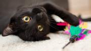Ciudad española prohíbe adoptar gatos negros en Halloween para evitar ritos y malos tratos