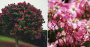 Los árboles que dan flores, atrae pajaritos y son ideales para plantar en primavera