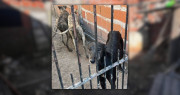 Rescataron a cinco galgos desnutridos en La Plata que su dueño explotaba para cazar