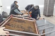 Mosca de los frutos: nueva temporada de liberación de machos estériles