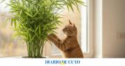 Hogar y mascotas: las plantas ideales para casas con gatos