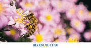 El truco natural para que abejas y avispas no se acerquen a tus flores