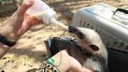 Rescatan y rehabilitan a una cría de oso hormiguero