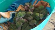 Decomisan 30 loros pichones que estaban a la venta en la feria Barrio Lindo