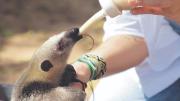 Oso hormiguero bebé se recupera de sus heridas